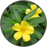 Planta Damiana com flores amarelas